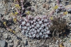 Dudleya gnoma