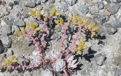 Dudleya gnoma