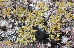 Dudleya gnoma