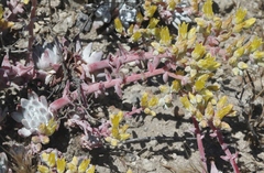Dudleya gnoma