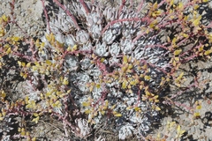 Dudleya gnoma