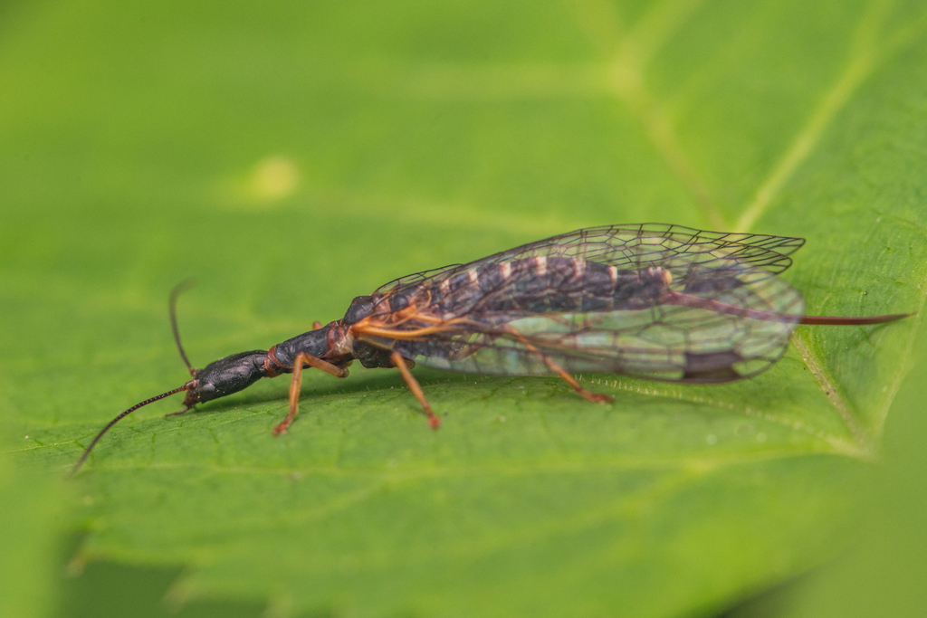 Inocellia crassicornis
