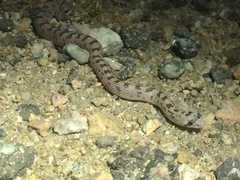 Phyllorhynchus decurtatus