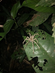 Phoneutria boliviensis