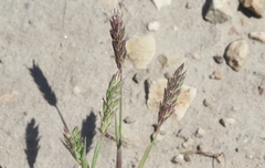Phalaris lemmonii