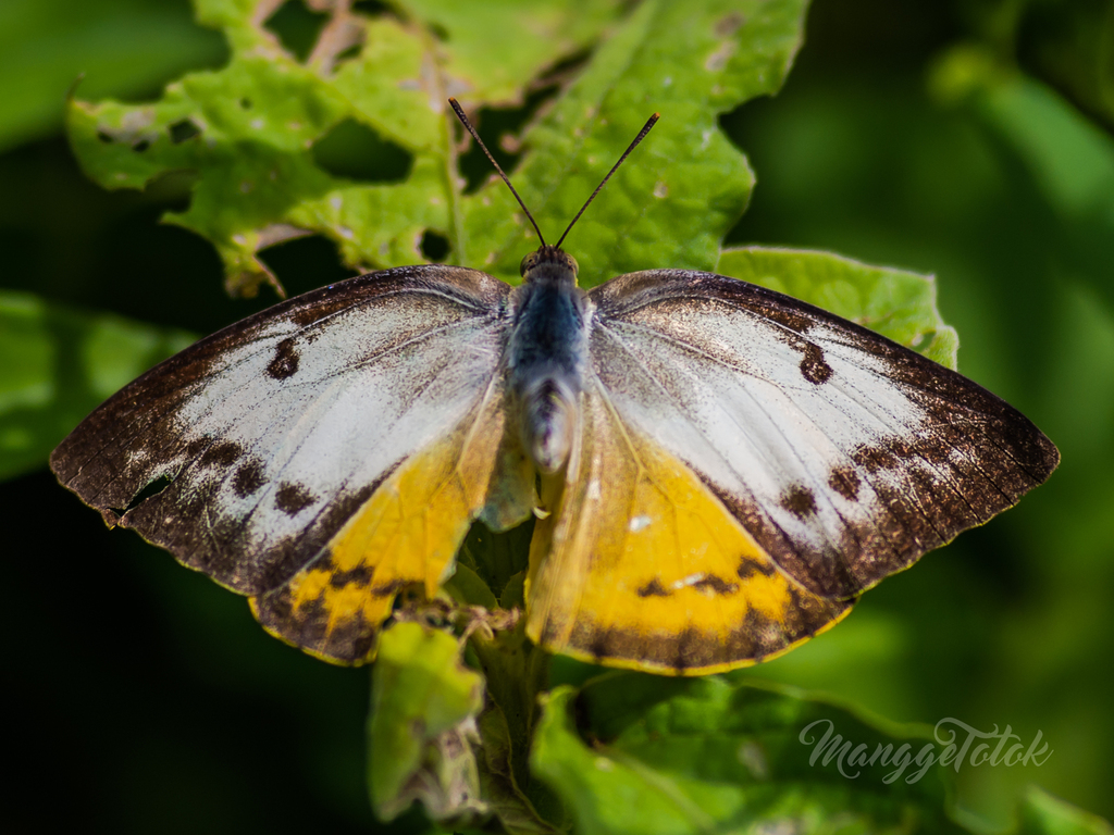Orange Migrant