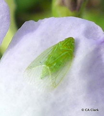 Kallitaxila granulata