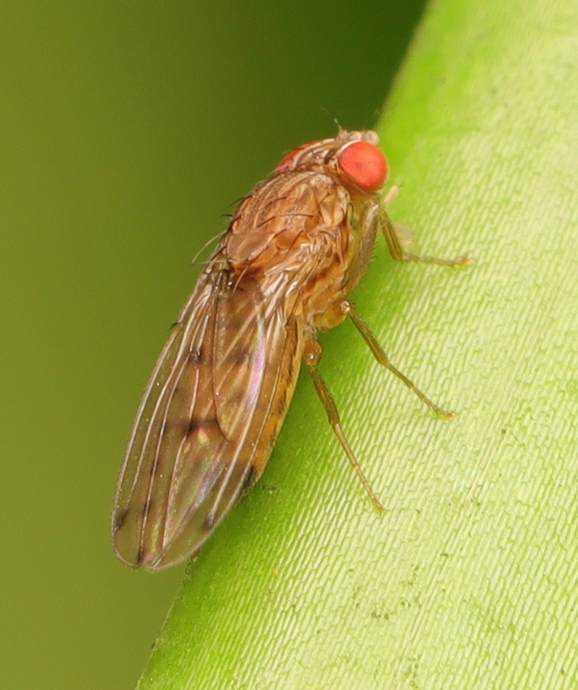 Drosophila punctatonervosa