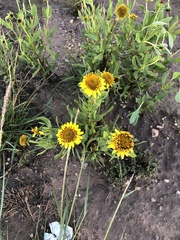 Helenium bigelovii