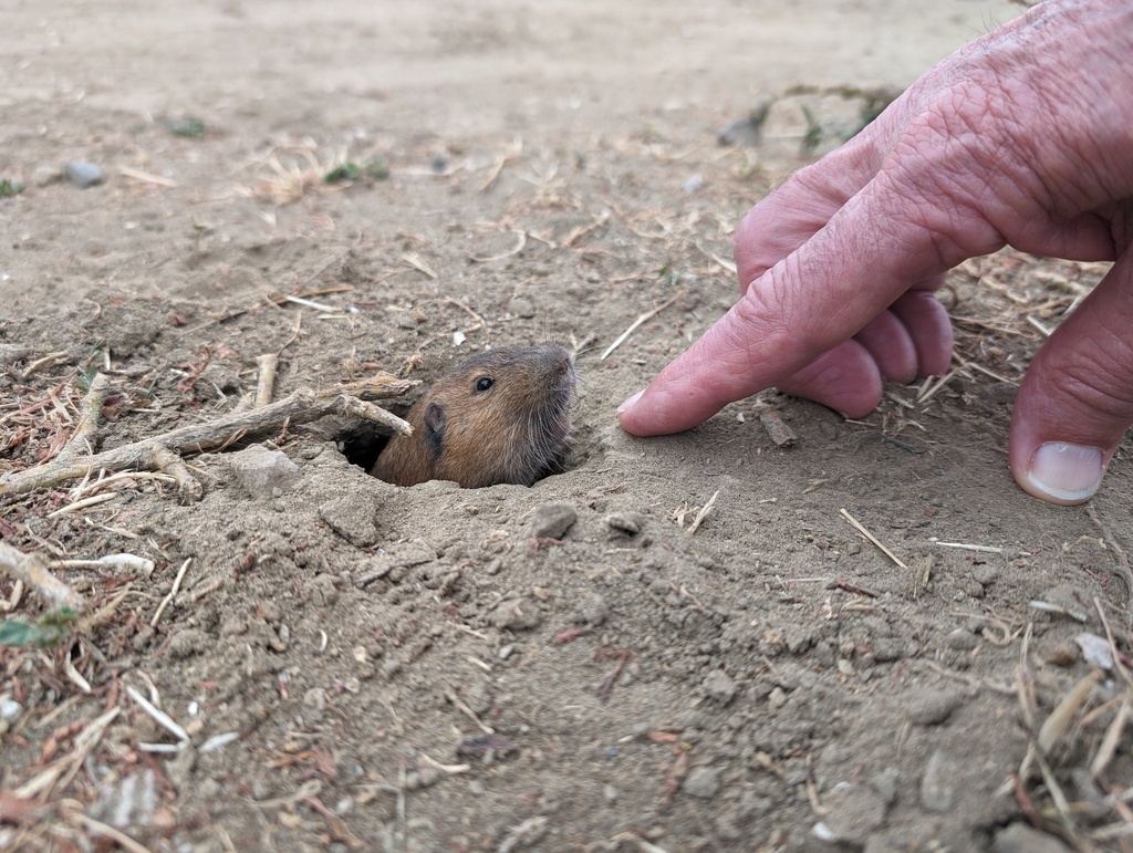 Botta's Pocket Gopher from Mission Bay, San Diego, CA, USA on June 7 ...