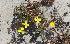 Camissoniopsis cheiranthifolia cheiranthifolia