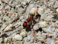 Pseudomethoca simillima