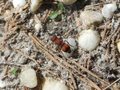 Pseudomethoca simillima