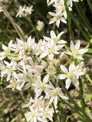 Allium speculae
