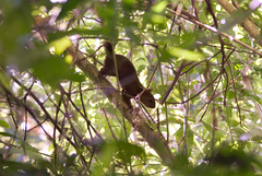 Sciurus deppei