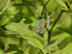 Callophrys hesseli