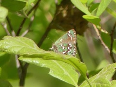 Callophrys hesseli