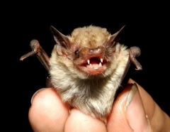 Nycticeinops schlieffenii