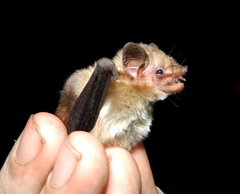 Nycticeinops schlieffenii