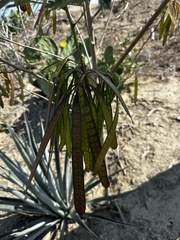 Leucaena diversifolia, photograph (c) Elisa, some rights reserved (CC BY)