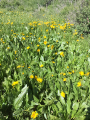 Wyethia amplexicaulis