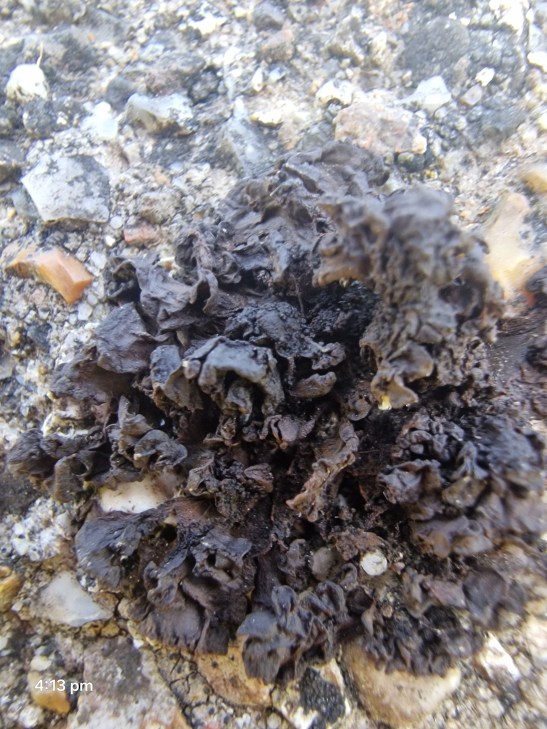 Jelly Lichen from St Peter's churchyard and church, Southease, East ...