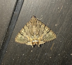 Eulepidotis merricki