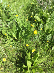 Wyethia amplexicaulis