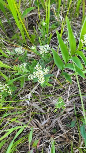 bastard toadflax