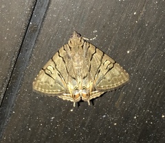 Eulepidotis merricki