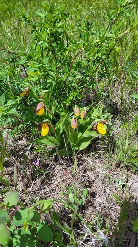northern small yellow lady's slipper