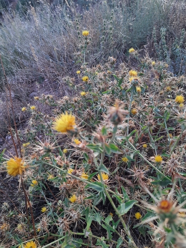 Centaurea sicula, photograph 5
