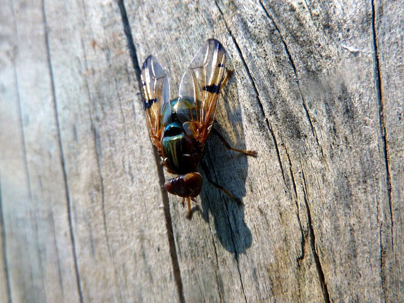 Lamprogaster vella