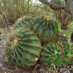 Ferocactus histrix