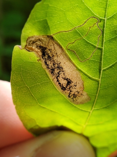 Ectoedemia nyssaefoliella photo 4