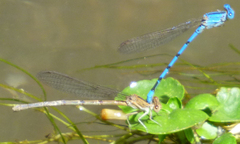 Argia agrioides