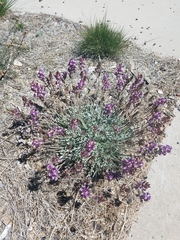 Astragalus calycosus