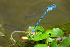 Argia agrioides