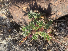 Lupinus brevicaulis