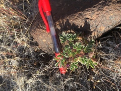 Lupinus brevicaulis