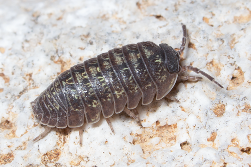 Armadillidium justi