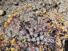 Dudleya gnoma