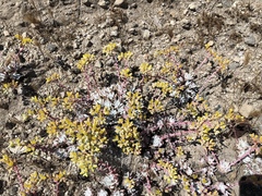 Dudleya gnoma