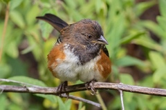 Pipilo maculatus socorroensis
