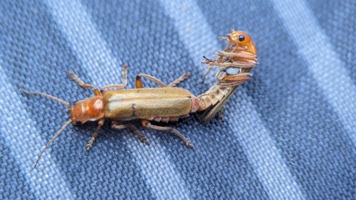 Cantharis cryptica, Noordwijk, Nederland, photo 6 of 10