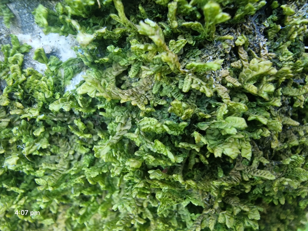 Wall Scalewort from St Peter's churchyard and church, Southease, East ...