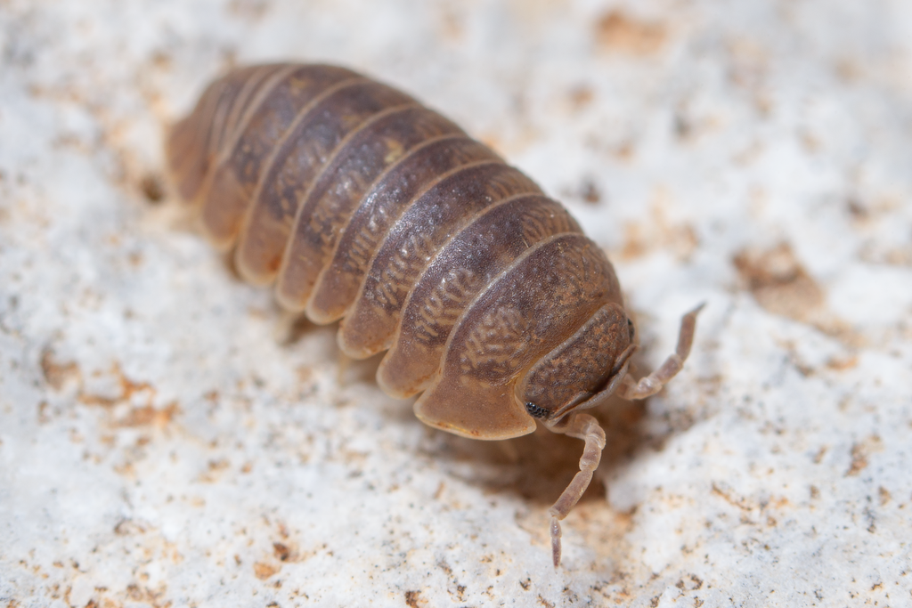 Bicurved Pill Woodlouse