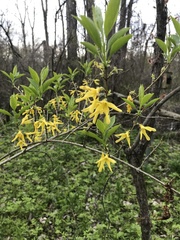 Forsythia viridissima