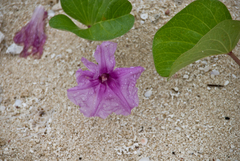 Ipomoea pes-caprae