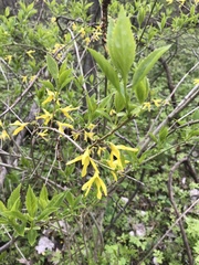 Forsythia viridissima